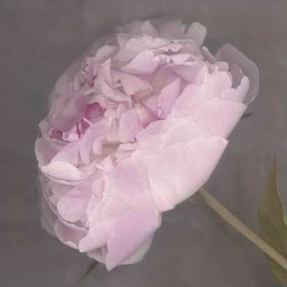 Fleur
