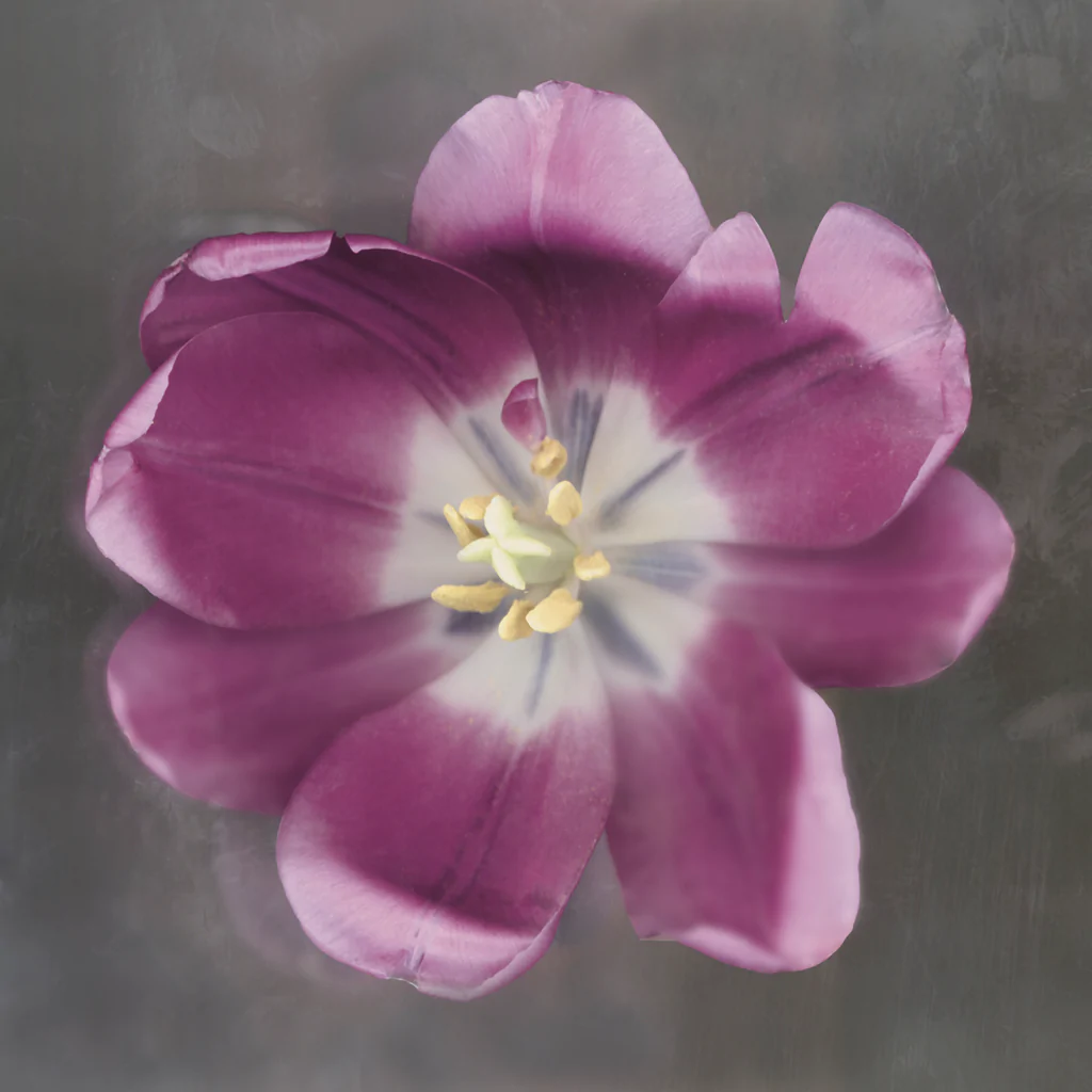 Purple Tulip