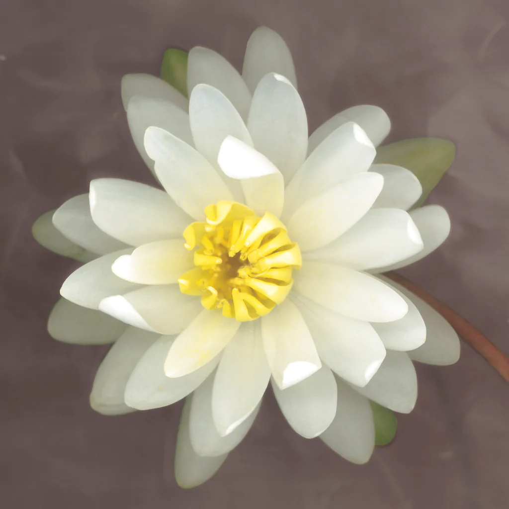 Yellow Water Lily