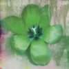 Tulip Fresco (green)