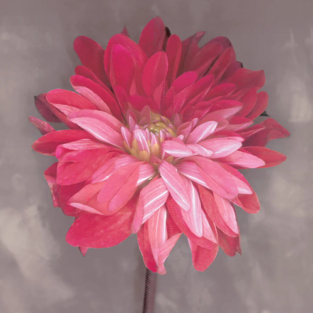 Pink Zinna