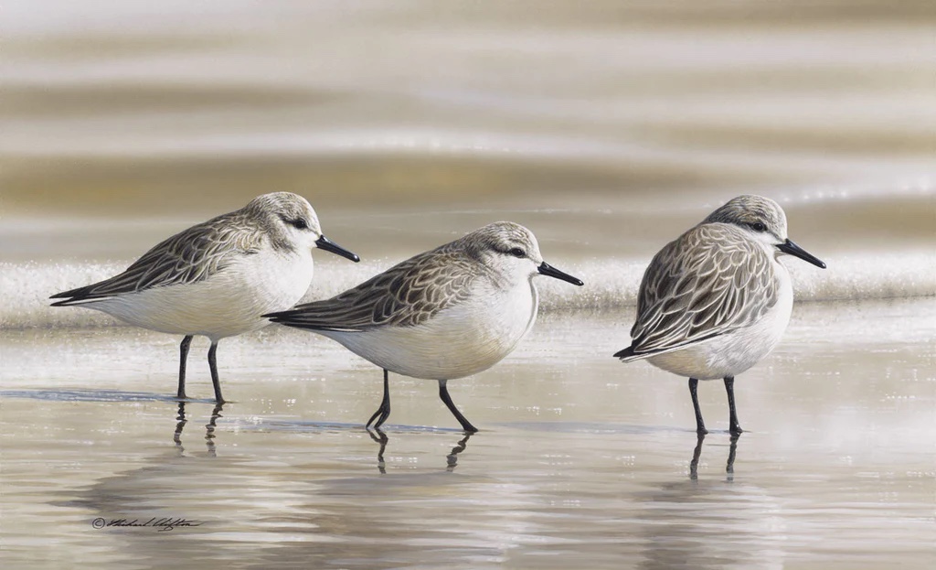 Sanderlings