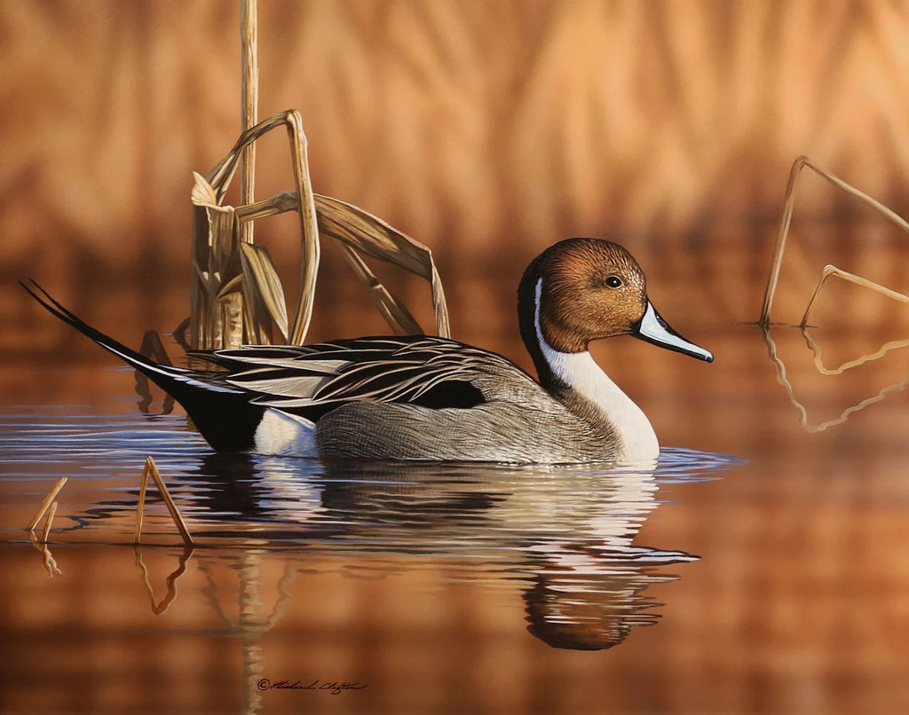 Pintail Drake