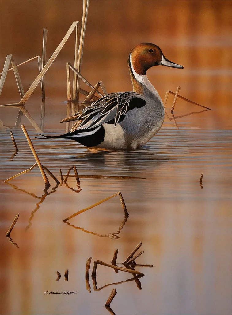 Shallow Marsh - Pintail Drake