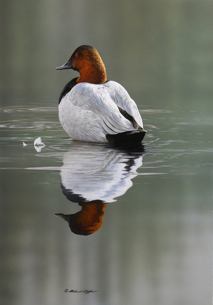 Quiet Shoal - Canvasback