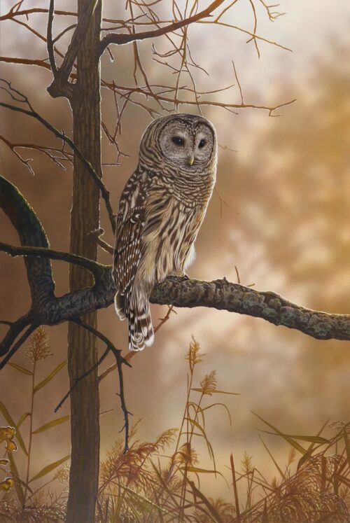 Out of the Shadows - Barred Owl