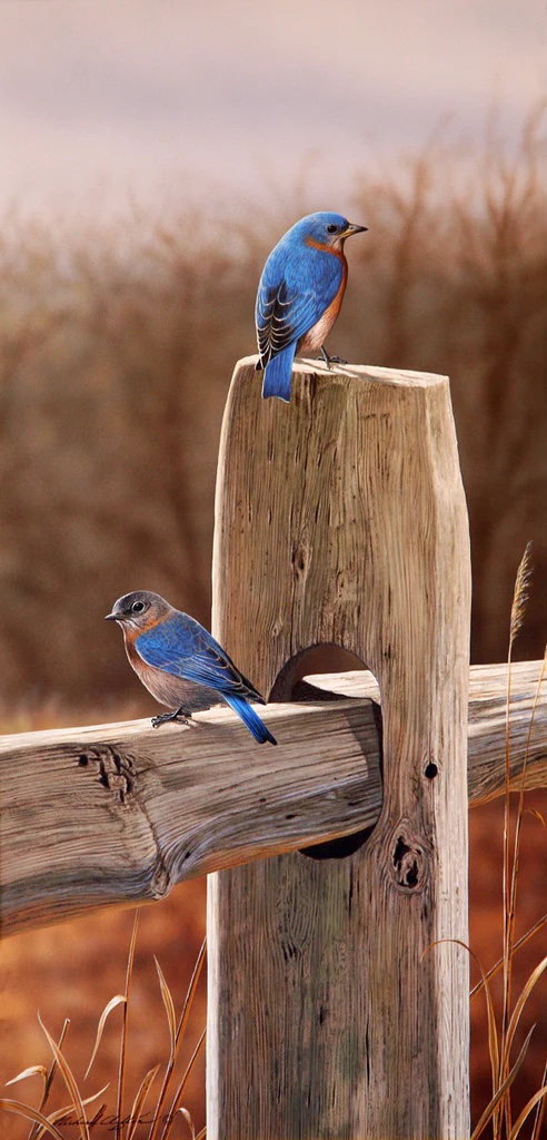 by rail Fence Blues - Bluebirds