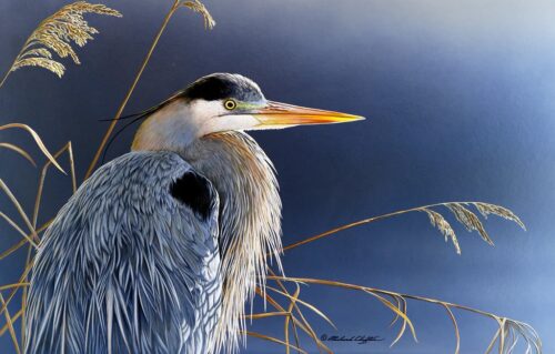 In the Light - Great Blue Heron