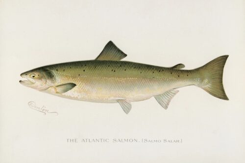 Atlantic Salmon, 1913
