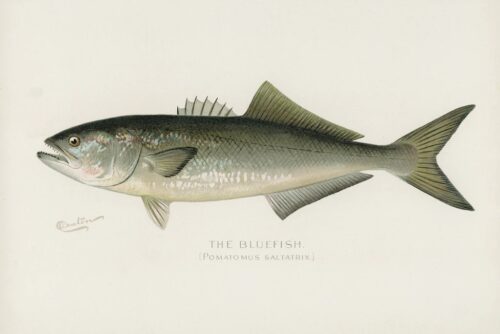 Bluefish, 1913