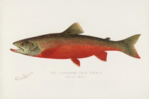 Canadian Red Trout, 1913