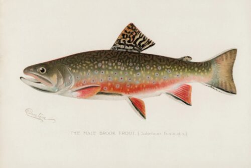 Male Brook Trout, 1913
