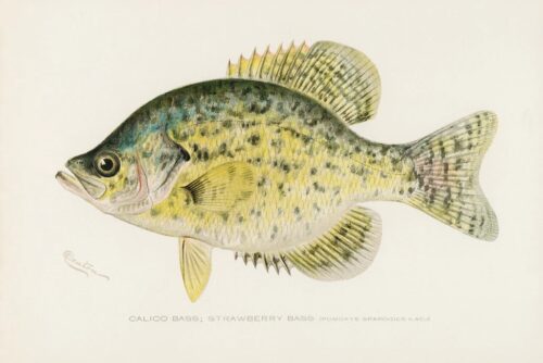 Calico Bass (Strawberry Bass), 1913