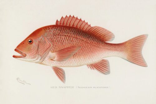 Red Snapper, 1913