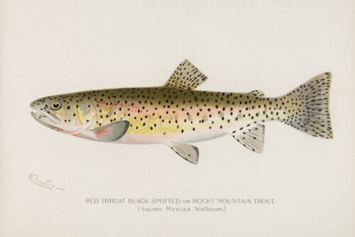Red Throat Black Spotted or Rocky Mountain Trout, 1913