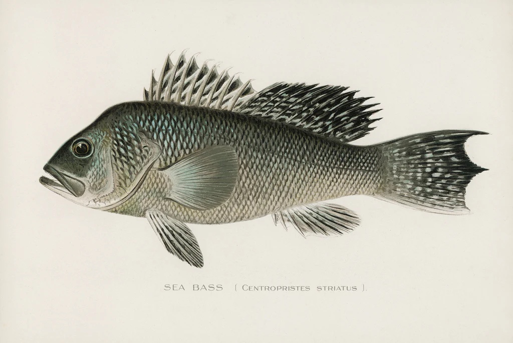 Sea Bass, 1913