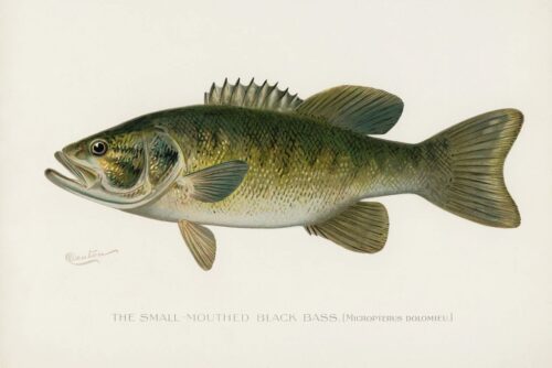 Small-Mouthed Black Bass, 1913