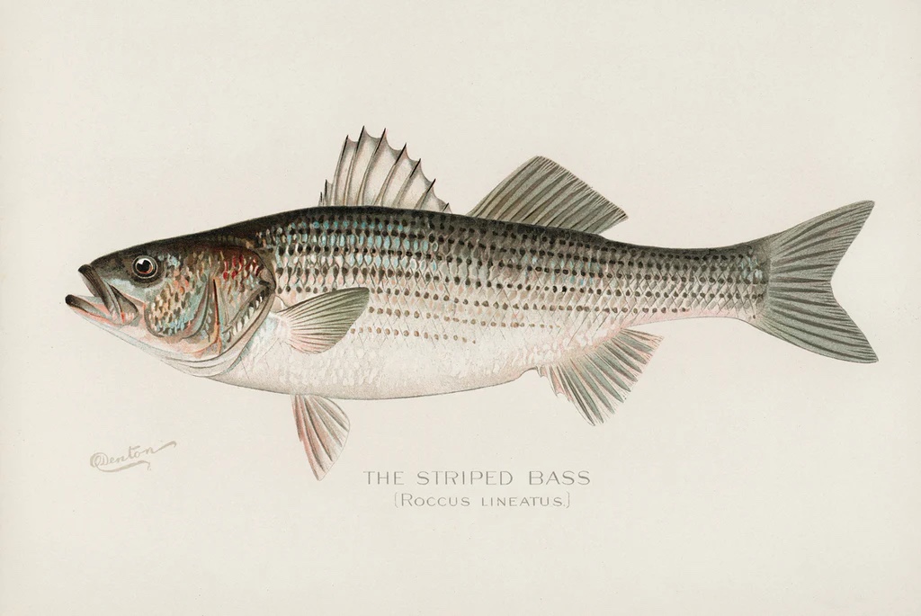 Striped Bass, 1913