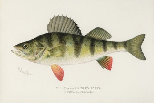 Yellow or Barred Perch, 1913