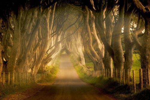 Enchanted Road