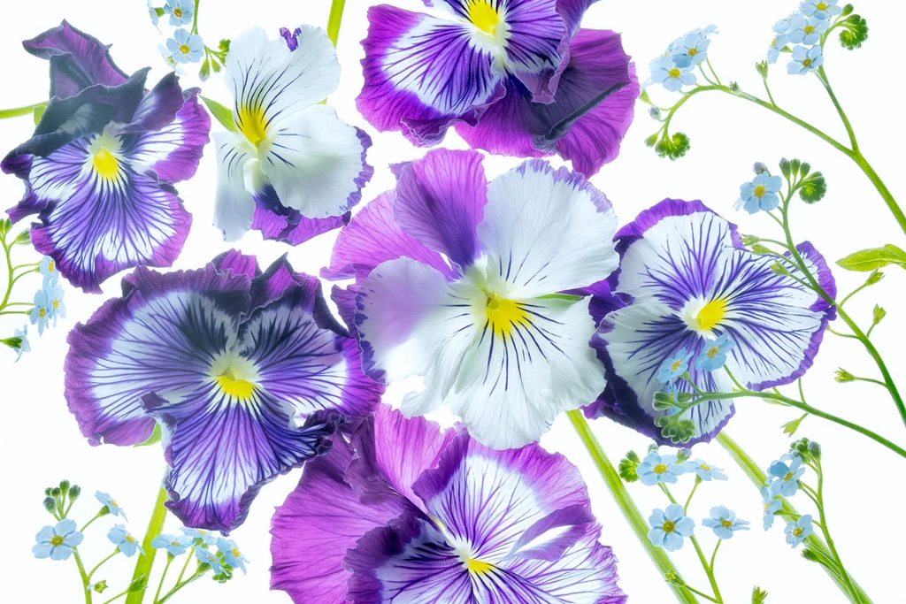Wooping Purple Whiskersand Blue Water ForgetMeNots