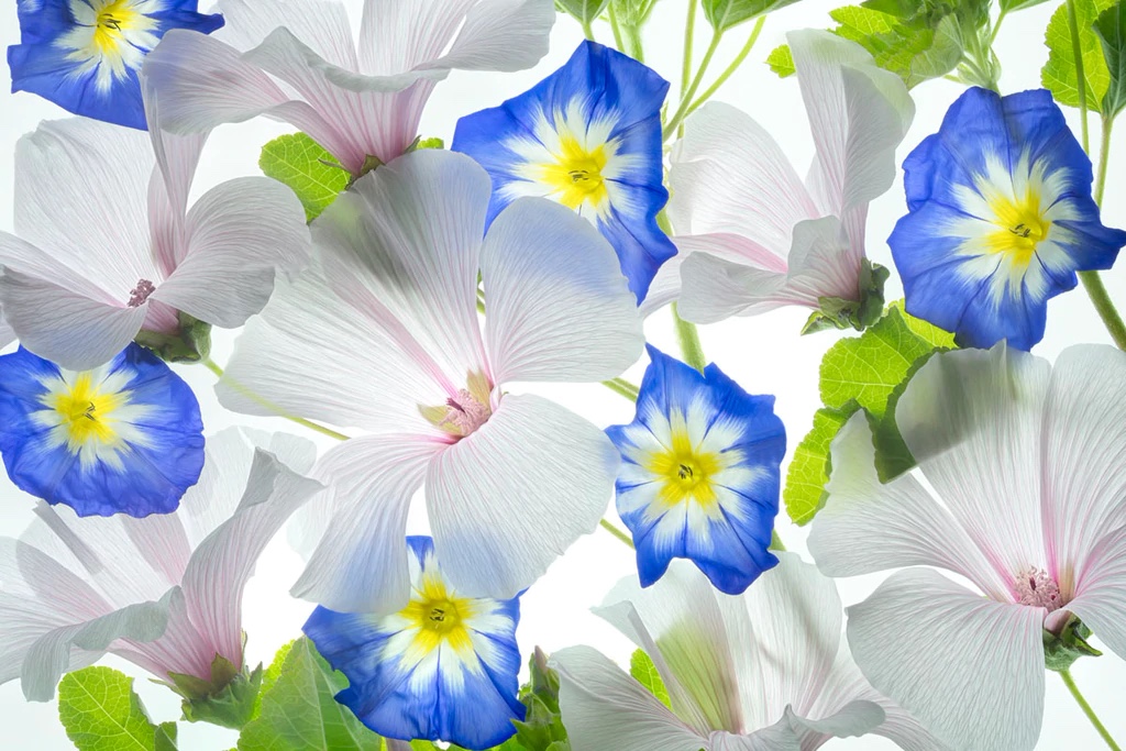 Bouquet Hybiscus and Blue Ensign Flower