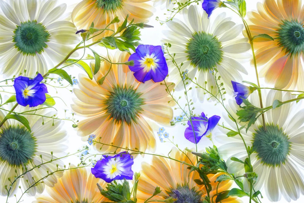Gerbera Flowers and Blue Ensign
