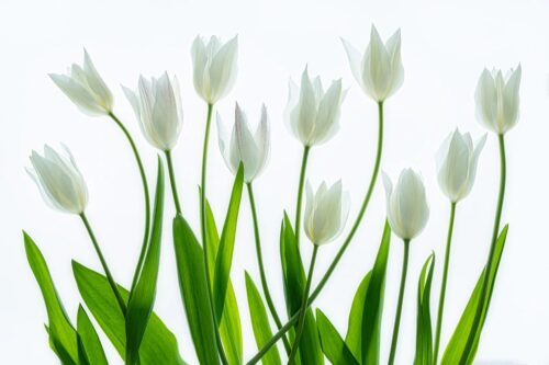 Bouqiet of White Tulips