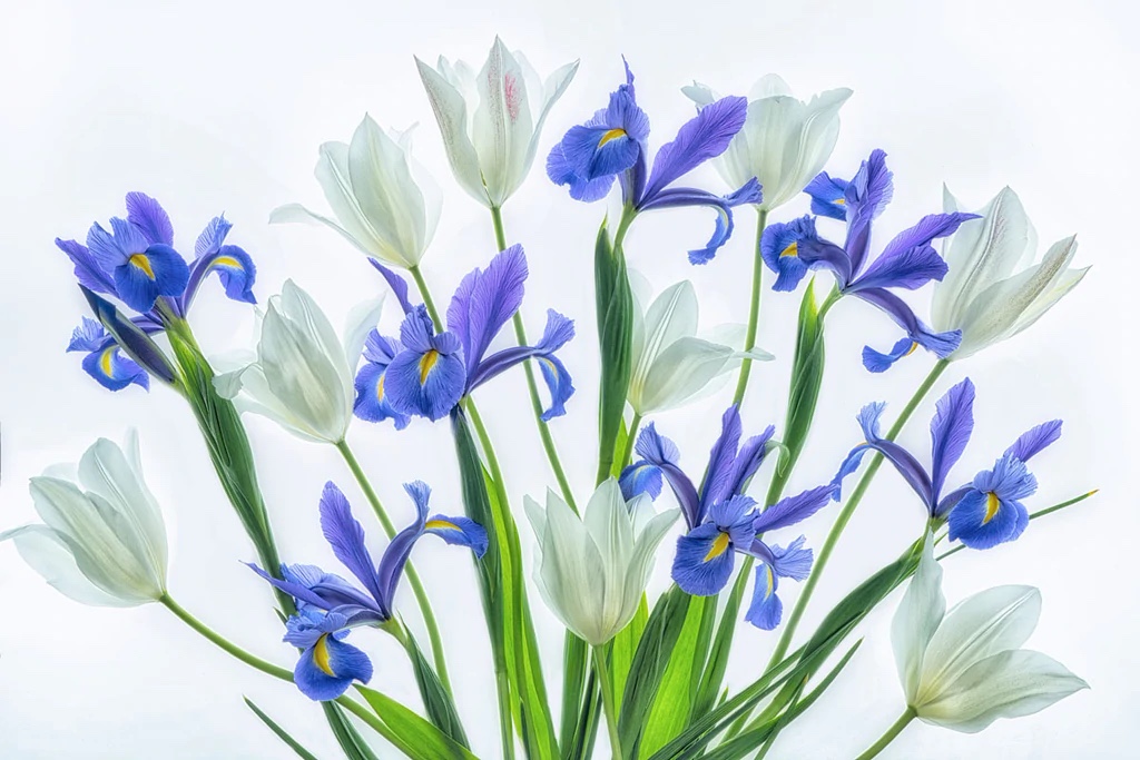 Bouqiet of  Tulips and Irises