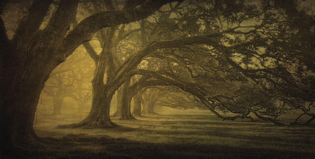 Oak Alley Morning Shadows