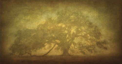 St. Joe Plantation Oak in Fog 3