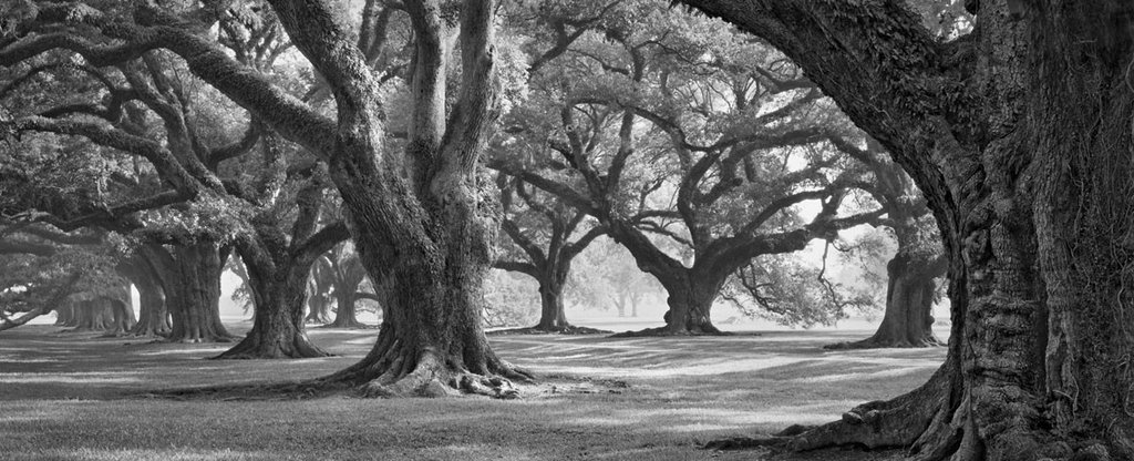Oak Alley West Row