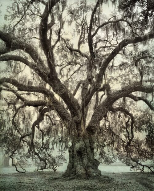 Anseman Oak In Fog, City Park, New Orleans, LA