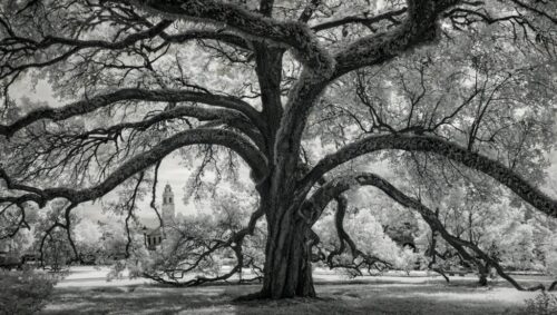Oxley Oak,In Front of Audubon Hall, LSU Quad