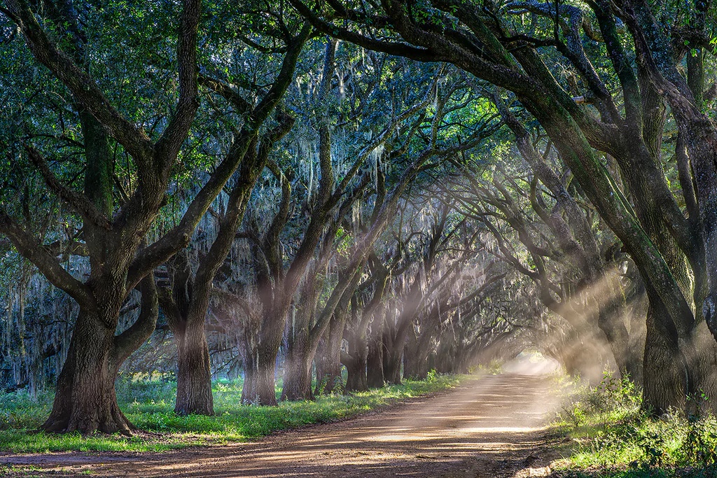 Farm Road Allee, Afternoon, Evergreen Plantation, Edgard, LA