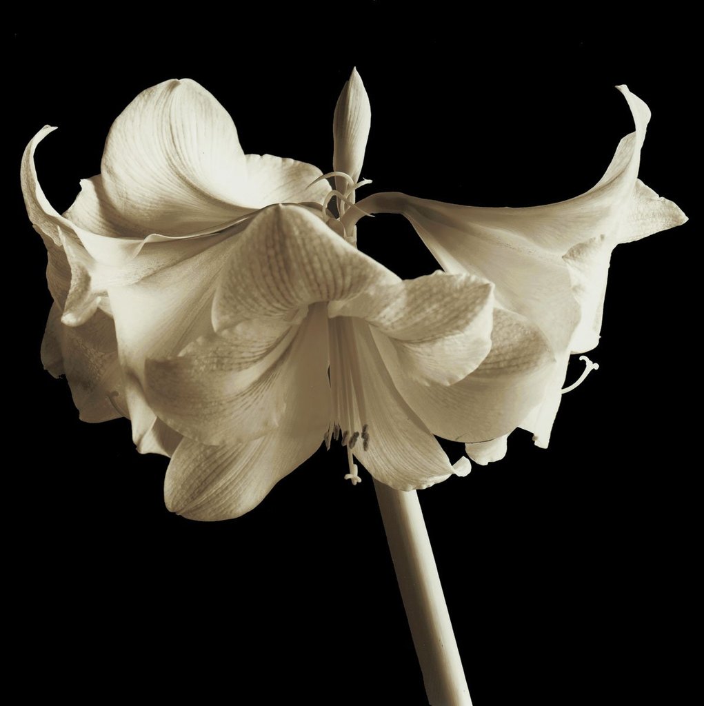 Amaryllis