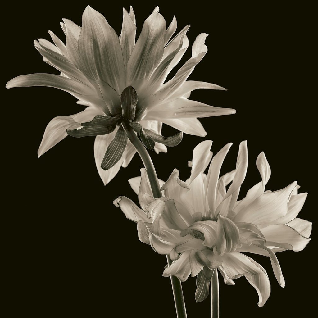 Dahlia