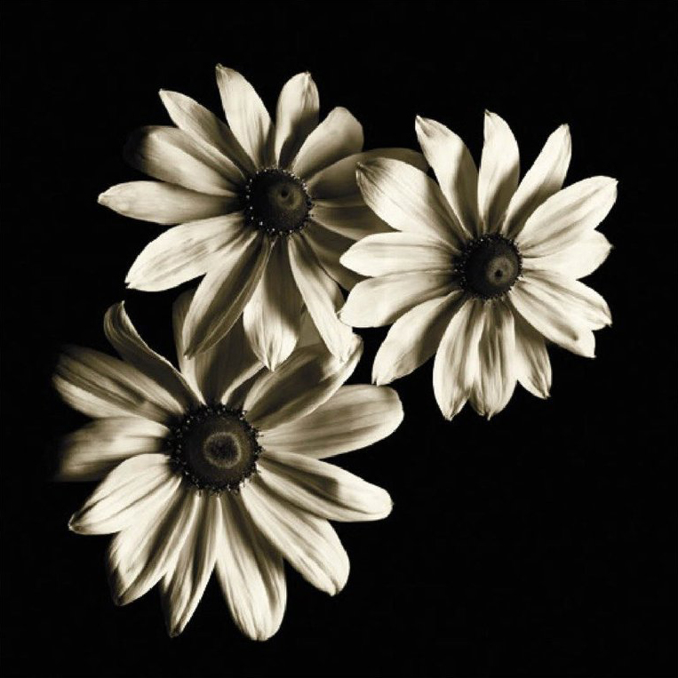 Three Black-Eyed Susans
