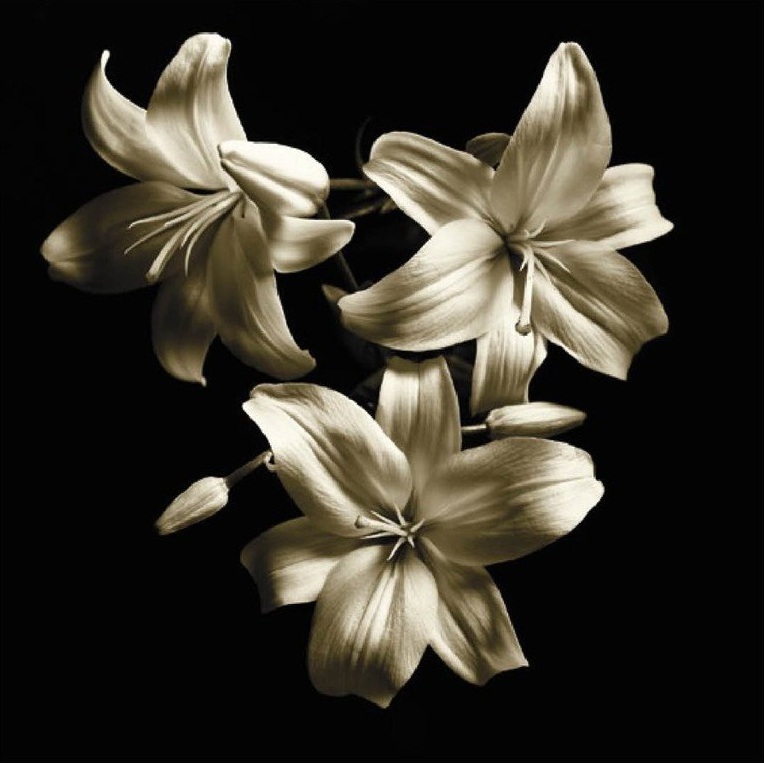 Three Lilies