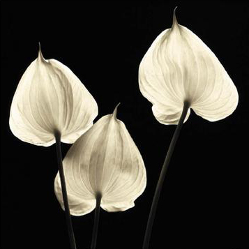 Three Tropicals