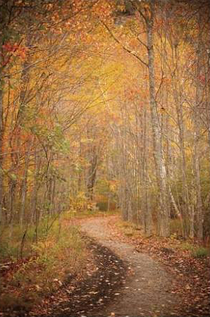 Winding Autumn Path