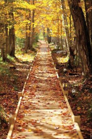 Boardwalk