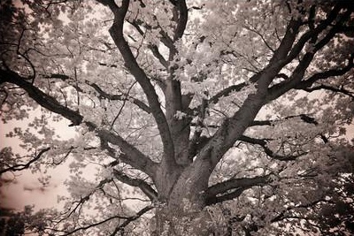 Magnificent Oak