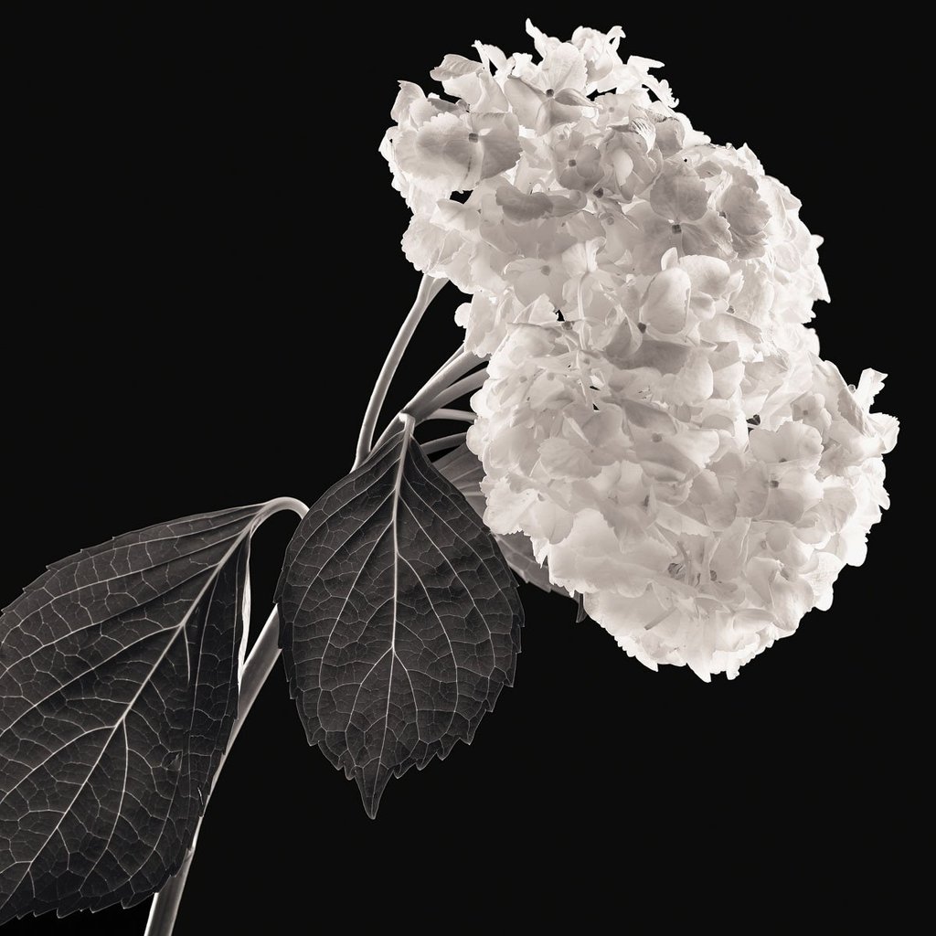 Hydrangea
