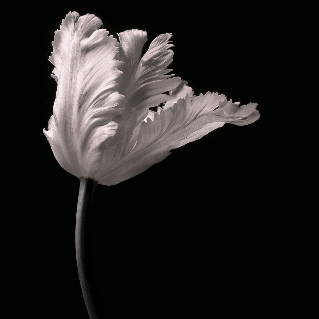 Parrot Tulip[
