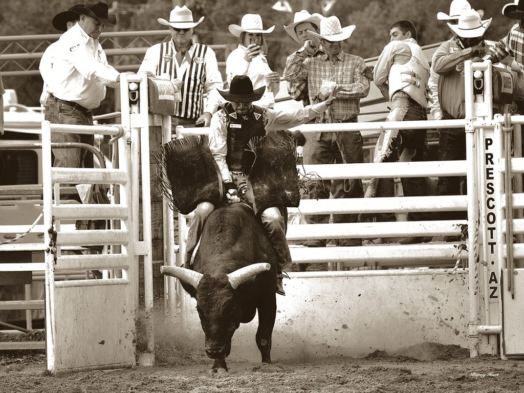 That Ain't No Bull