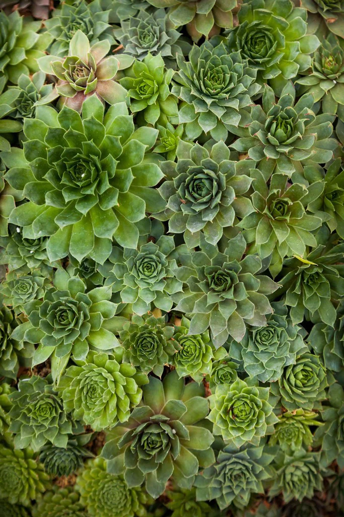 Echeveria II