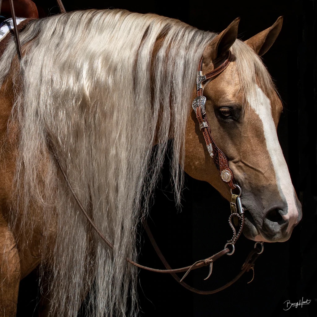 Platinum In Bridle