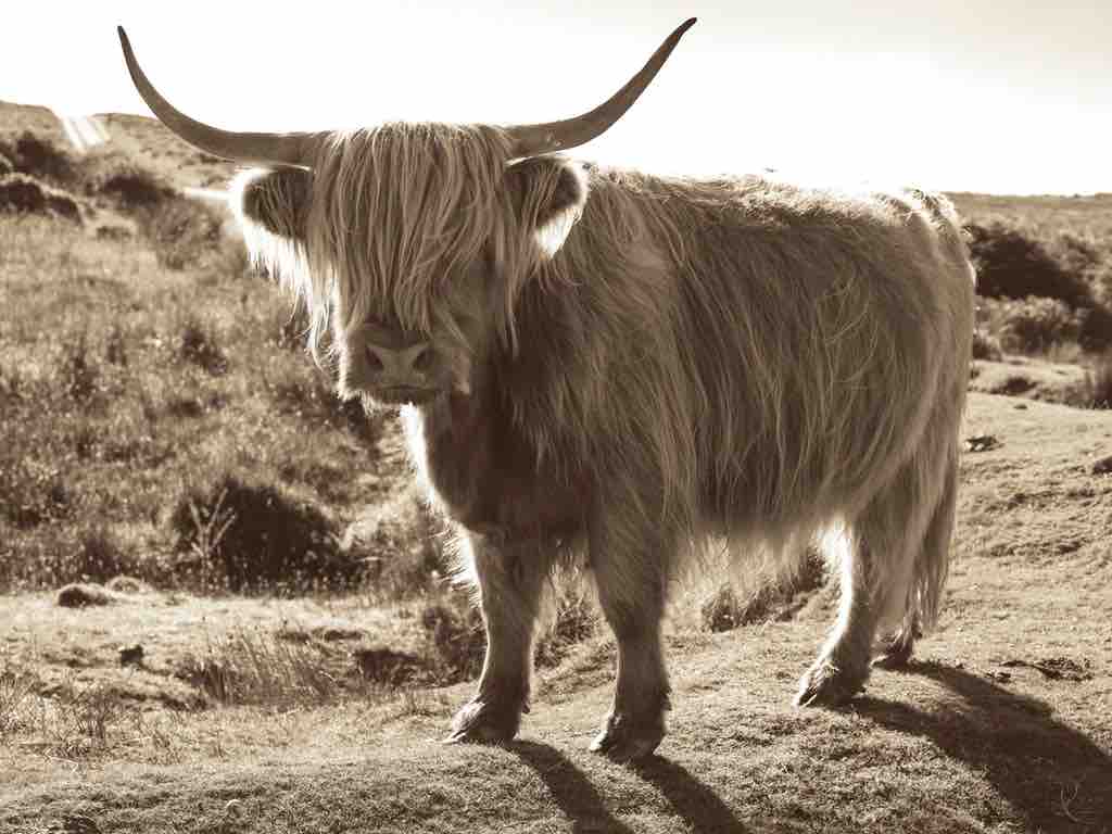 Sepia Highland