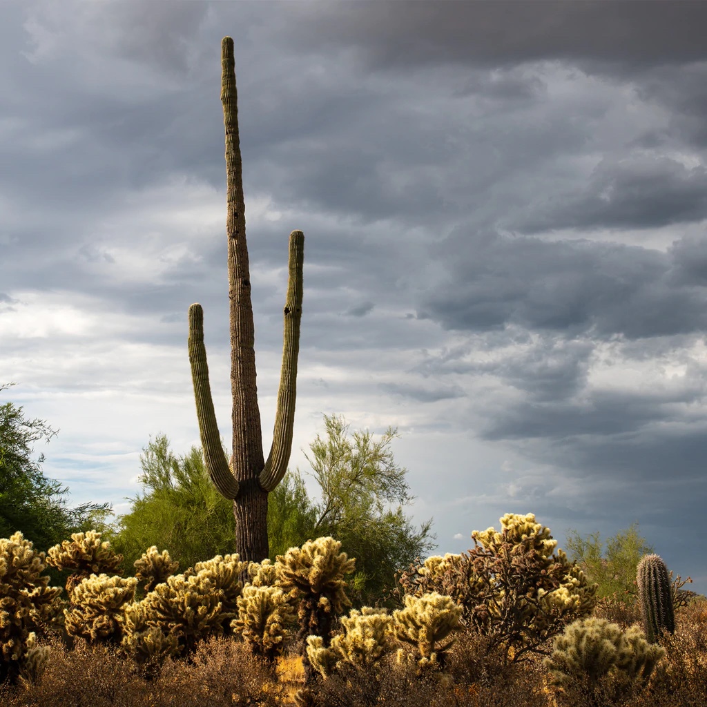 Saguaro Centurion (color)